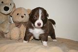 BORDER COLLIE 1296
